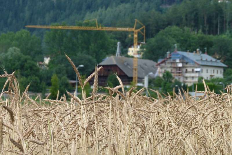 Juli 2015 – Der Dinkel ist reif