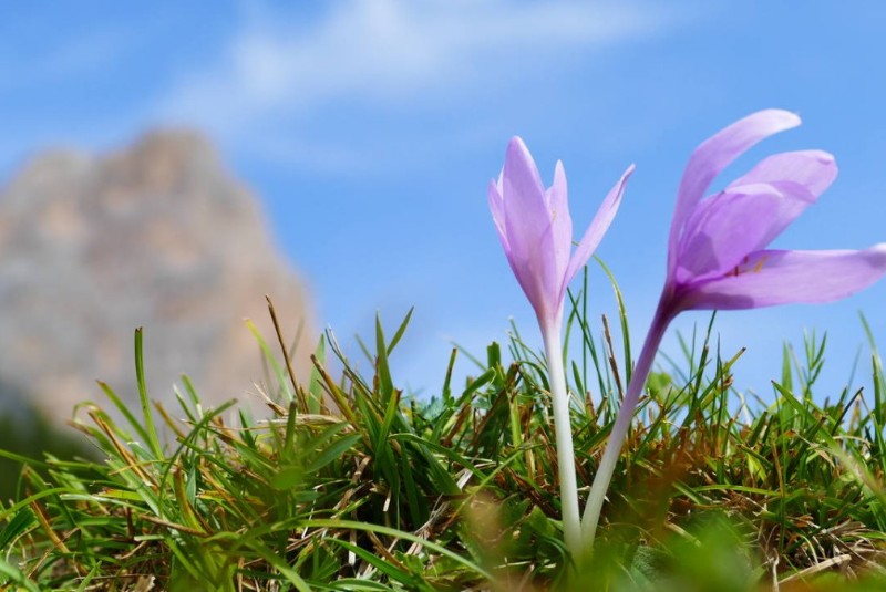 Herbstzeitlose in St. Kassian